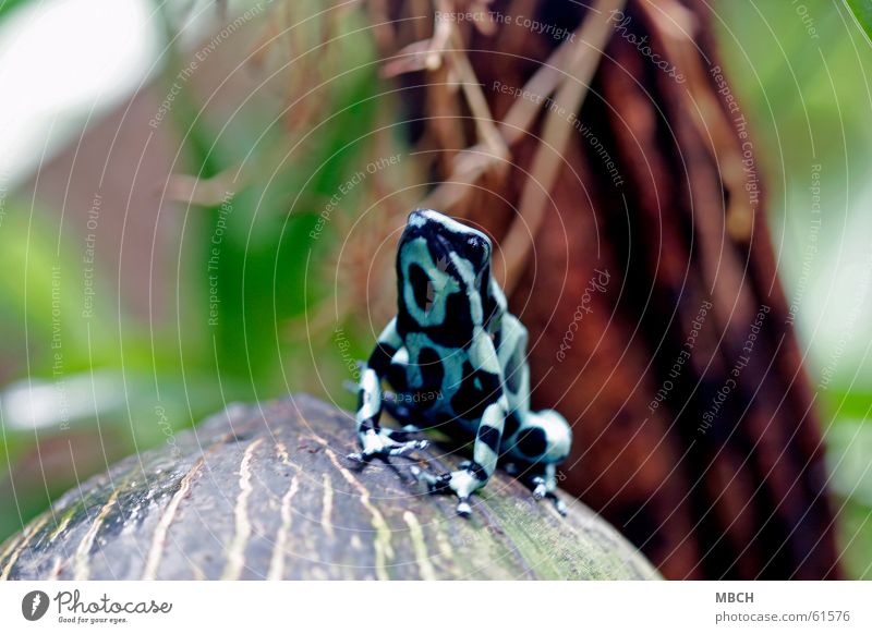 Hochnäsig schwarz rot grün nah Tier Unschärfe Zehen Frosch blau Beine Punkt Makroaufnahme Fuß