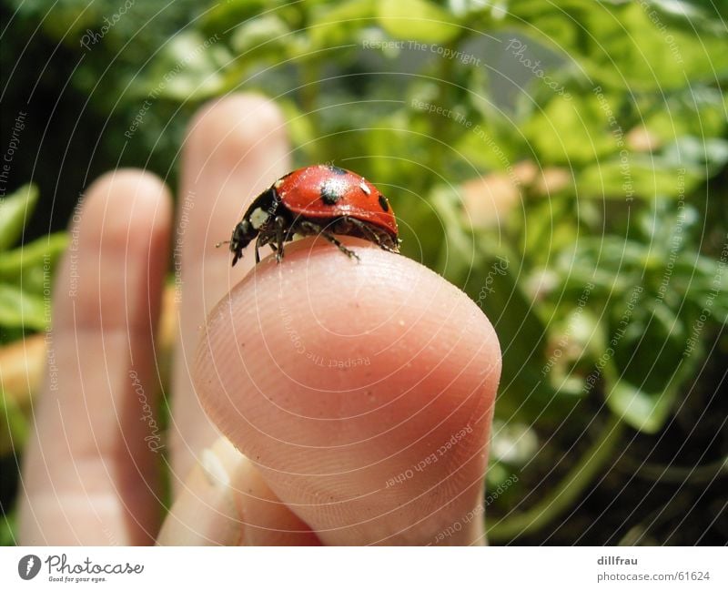 Fingerzeig Marienkäfer Zärtlichkeiten rund Wiese Plantage rot grün Sommer Geborgenheit Zufriedenheit Stillleben Beiboot gelb Schiffsbug Insekt Makroaufnahme