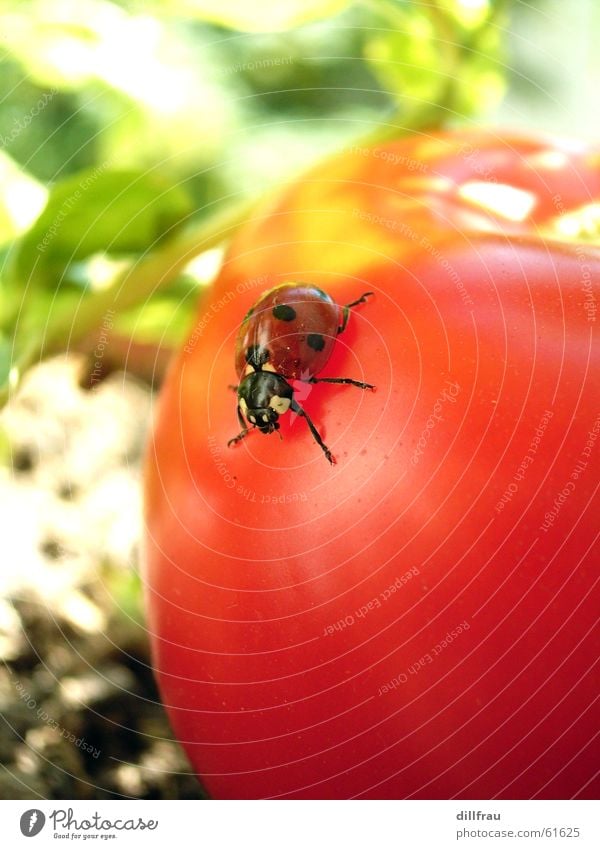 Kribbelkrabbelkäfer Marienkäfer Zärtlichkeiten rund Wiese Plantage rot grün Finger Sommer Geborgenheit Zufriedenheit Stillleben Beiboot gelb Schiffsbug Insekt