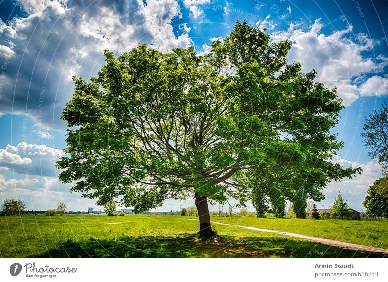 Schiefer Ahornbaum Natur Landschaft Himmel Wolken Sonnenlicht Sommer Wind Baum Park Berlin Menschenleer Sehenswürdigkeit natürlich blau grün Stimmung