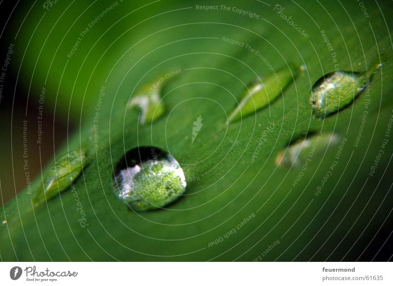 Mairegen Maiglöckchen Blatt Pflanze grün Wassertropfen frisch Frühling Erfrischung springen Regen gießen Garten Leben water waterdrops rain lily of the valley