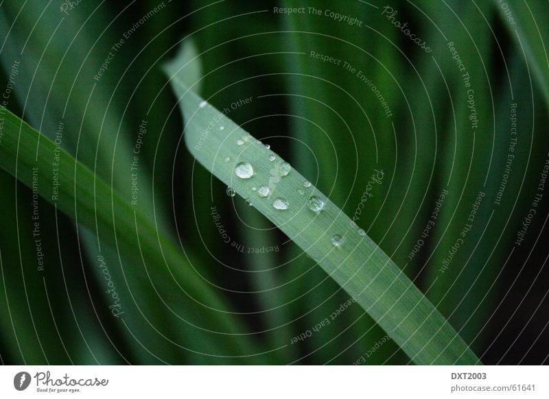 Mairegen auf Grashalm 4 Wassertropfen Halm grün Wiese schön Regenwasser Außenaufnahme Landschaft Natur Seil Detailaufnahme Makroaufnahme Nahaufnahme