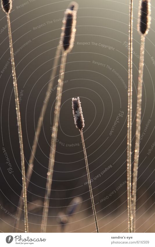 frostiger Morgen Natur Pflanze Winter Eis Frost Gras Wiese dünn lang natürlich Stimmung rein Farbfoto Außenaufnahme Nahaufnahme Menschenleer Gegenlicht