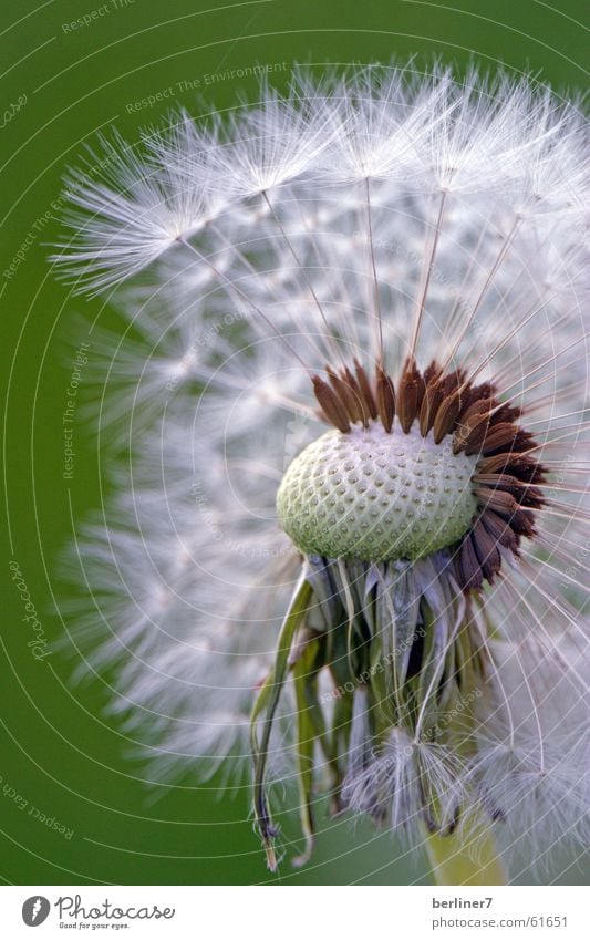 Getarnter Irokese Feld Wiese Wiesenblume Gänseblümchen Löwenzahn gelb weiß fallschirmchen Makroaufnahme