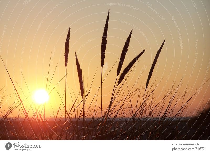 Ein Abend am Meer Sonnenuntergang Gras Strand ruhig