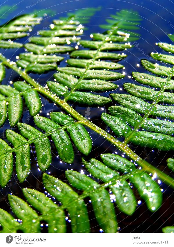 Schwimmend See grün Vertrauen Frieden Wasser Echte Farne blau Natur Pflanze