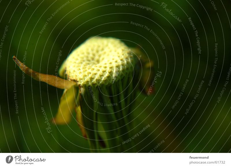 und weggepustet waren sie... Löwenzahn Pflanze Blume Blüte Vergänglichkeit grün Natur verblüht dandelion clock