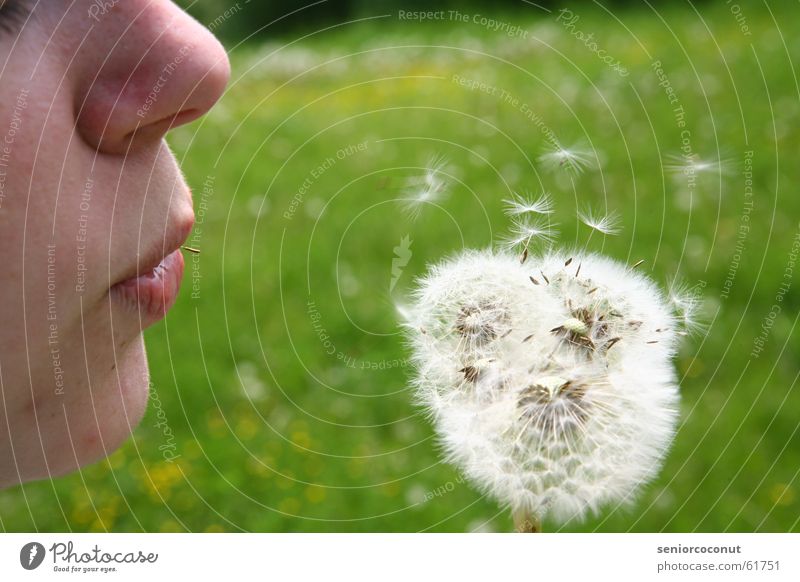 Fortpflanzung Löwenzahn Blume grün Pflanze blasen Sommer Samen