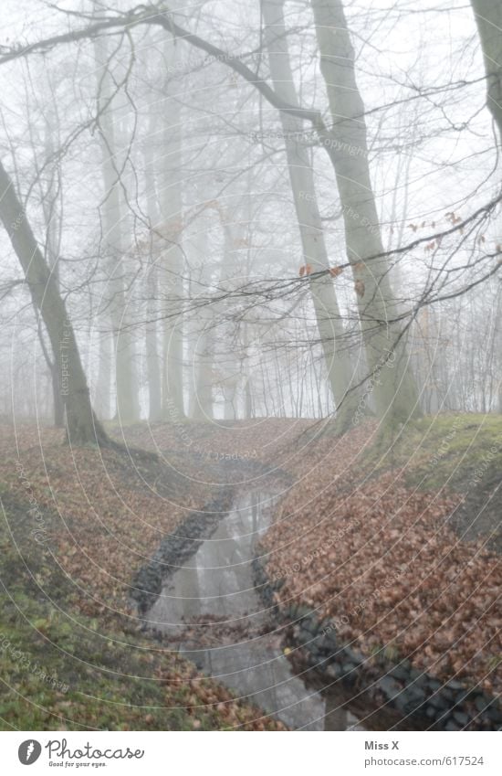 DE-English: It´s BÄÄÄH outside Wasser Herbst Winter Wetter schlechtes Wetter Nebel Baum Park Wald See kalt trist grau Gefühle Stimmung Traurigkeit Trauer