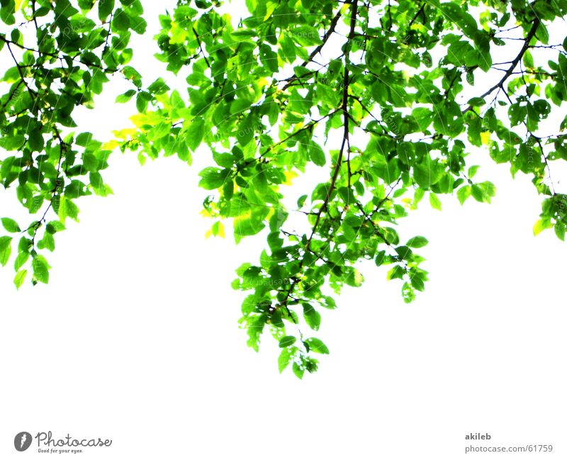 Baumansicht Blatt grün Frühling Hoffnung satt weiß Ast Natur