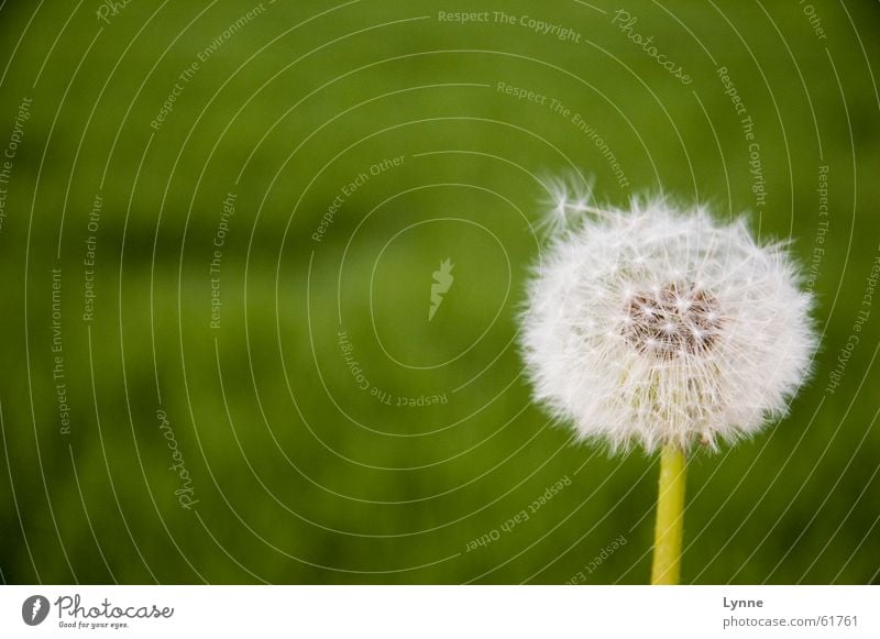 vom Winde verweht Löwenzahn grün Blume Wiese weiß Sommer Frühling Luft luftig Natur