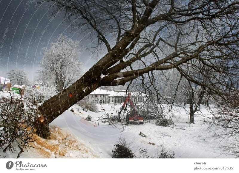 Baum fällt Umwelt Natur Landschaft Himmel Winter Eis Frost Schnee Schneefall Park Kleinstadt fallen kalt blau grau schwarz weiß Umweltschutz Zerstörung Farbfoto