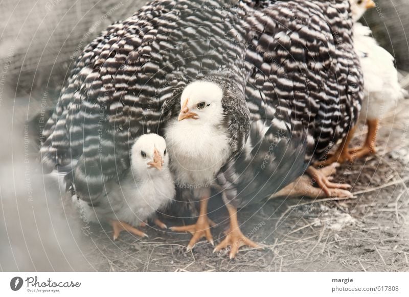 Kleine weiße Küken unter Mamas Fittichen Tier Haustier Nutztier Vogel Tiergesicht Flügel Krallen Haushuhn Schnabel 3 Tiergruppe Tierfamilie kuschlig Neugier