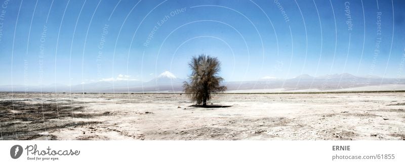 lost tree Chile Ferien & Urlaub & Reisen Baum Salar de Atacama San Pedro de Atacama trocken heiß Panorama (Aussicht) Sand Wüste Berge u. Gebirge Vulkan blau