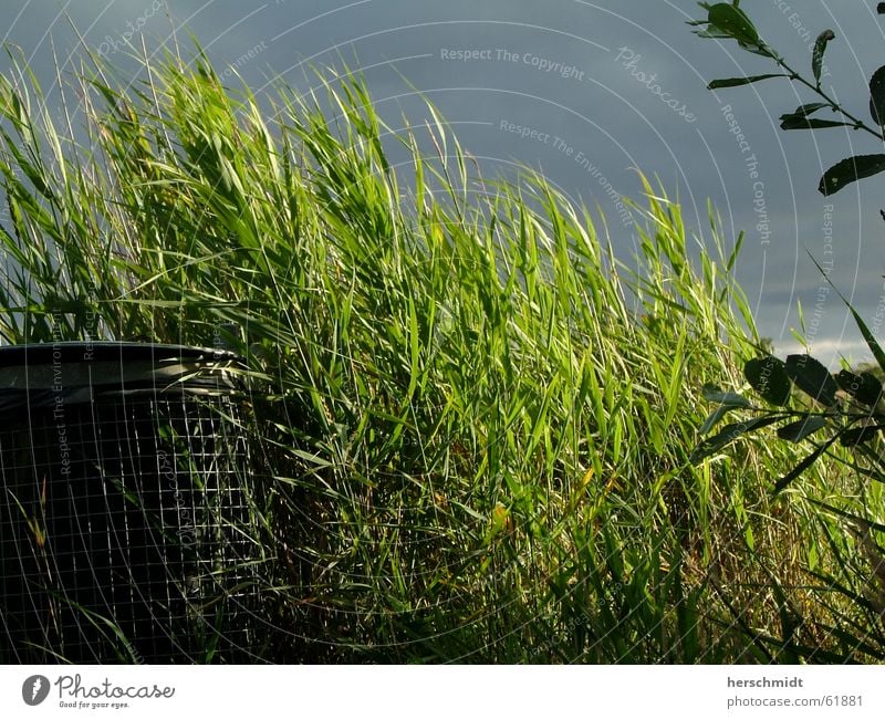 Grüne Mülltonne Müllbehälter Gras Sträucher Wolken dunkel Blatt grün Fass sonneneinstrahlung Kontrast