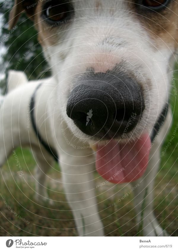 Doggy 1 Hund Terrier atmen Schnauze Tier Haustier Fell nah Wiese Freude Spielen Säugetier dog jack russel Zunge Nase vierbeiner Haare & Frisuren Ohr Beine