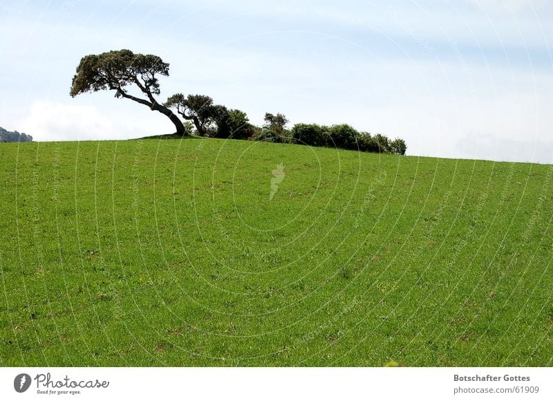 Sieh Dir den Wind an Baum Korkeiche Wiese stark anpassungsfähig Sardinien Macht verwurzelt Windrichtung grün lanschaft Wegweiser