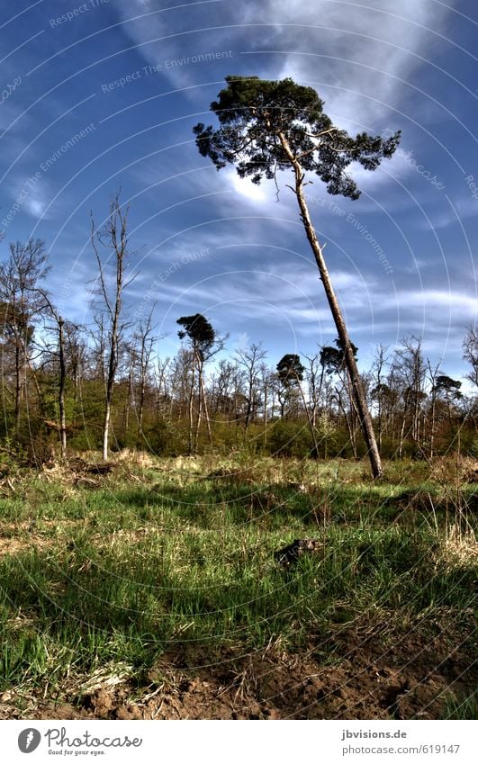 einsamer Baum Natur Landschaft Himmel Wolken Sommer Schönes Wetter Gras Wildpflanze Wald Waldlichtung Einsamkeit einzigartig Neigung Farbfoto Außenaufnahme