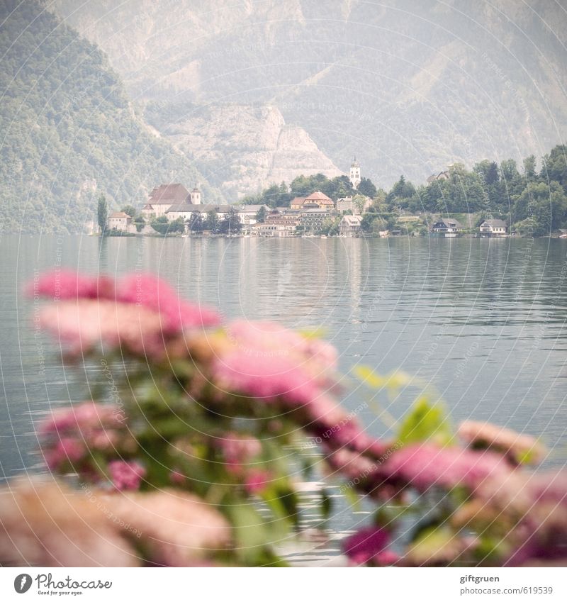 morgennebel Umwelt Natur Landschaft Pflanze Urelemente Wasser Sträucher Blüte Hügel Berge u. Gebirge Seeufer Bucht ruhig Dorf Traunsee Salzkammergut