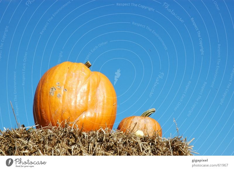 EIN Kürbis macht noch keinen Herbst ... Halloween Stroh Erntedankfest lecker 2 Außenaufnahme orange Himmel blau Ernährung paarweise