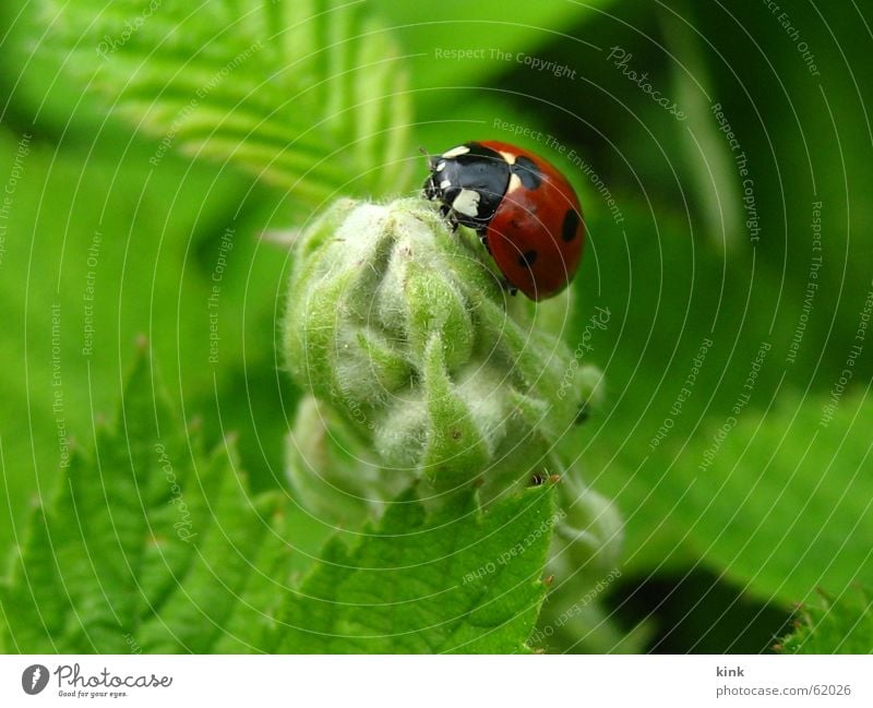 Coccinella hieroglyphica Marienkäfer Gras grün rot Tier Natur Käfer Blume Blüte