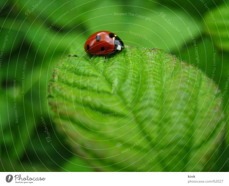 Marienkäfer Gras grün rot Tier Natur Käfer Blume Blatt