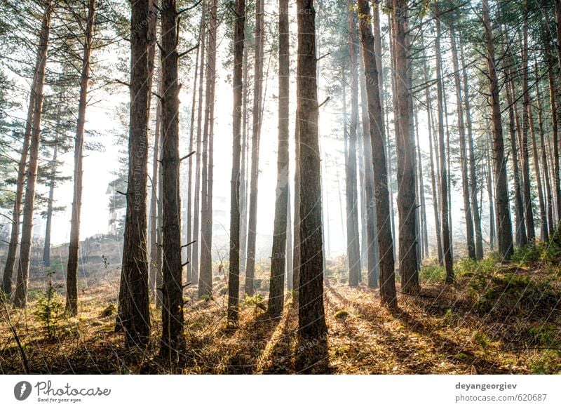 Sonnenlicht durch die Bäume am Morgen schön Sommer Umwelt Natur Landschaft Pflanze Herbst Nebel Baum Blatt Park Wald träumen hell natürlich grün Licht