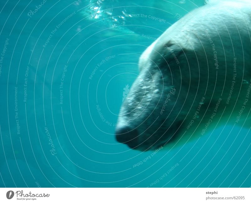 tauchgang eins eisbärs Zoo wasser tier eisbär blau tauchen Freiheit Unterwasseraufnahme