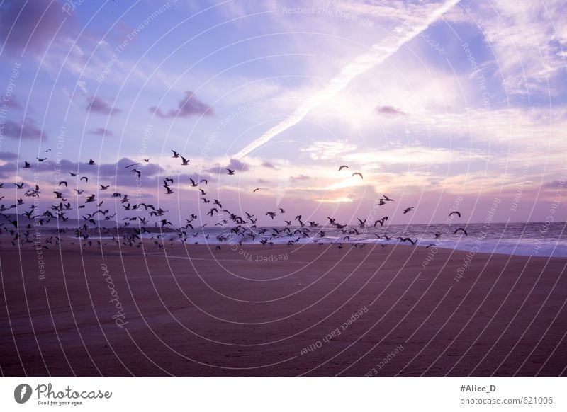 Möwenflug Vogel Flügel Schwarm blau braun violett orange Stimmung Warmherzigkeit Romantik "Möwenflug Strandlandschaft" Farbfoto Außenaufnahme Textfreiraum oben