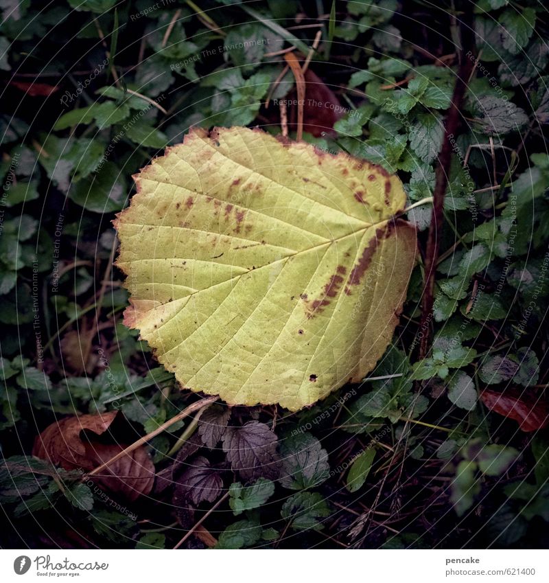 haselblad Natur Urelemente Erde Herbst Blatt Zeichen Senior Einsamkeit einzigartig Ende Vergänglichkeit Wandel & Veränderung Vorfrühling Zusteller