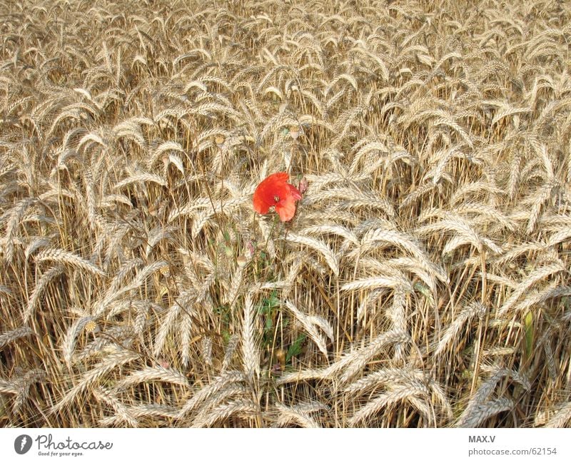 Anders Mohn Feld Sommer Wachstum Blüte rot braun Korn Ähren Blütenblatt Getreide Pflanze Blühend