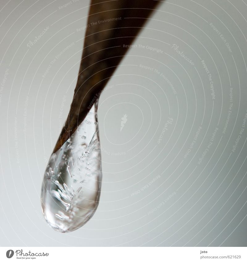 stillstand Natur Pflanze Wassertropfen Winter Eis Frost Dorn Tropfen hängen kalt Spitze Kraft ruhig Stress Zufriedenheit stagnierend Wandel & Veränderung