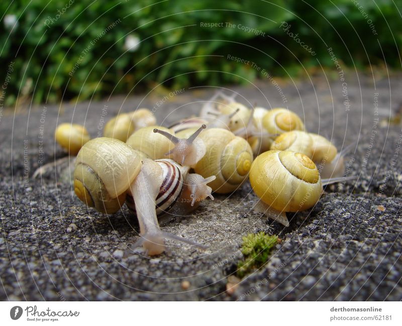 Rudeltiere Haus Publikum Auge Erde Schnecke Tiergruppe beobachten dünn Ekel schleimig viele gelb mehrere Stielauge Gefäße zerbrechlich Schleimspur langsam