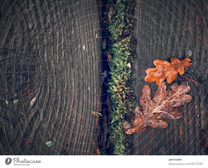 outled Natur Urelemente Erde Herbst Winter Moos Blatt Seeufer Holz Zeichen ästhetisch authentisch Duft dunkel einfach nah nass natürlich feminin grün rot