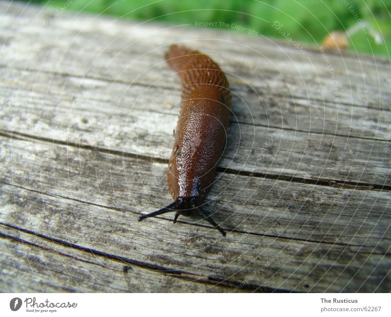 Arion lusitanicus Nacktschnecken Landlungenschnecke Wegschnecke Tier braun schleimig Schnecke Glätte