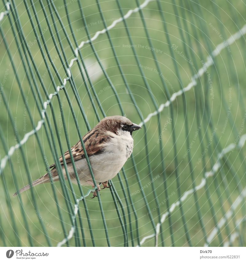 Im Netz, aber frei Gras Garten Park Wiese Paris Frankreich Zaun Drahtzaun Tier Wildtier Vogel Spatz Haussperling 1 Metall Linie Netzwerk hocken frech kalt