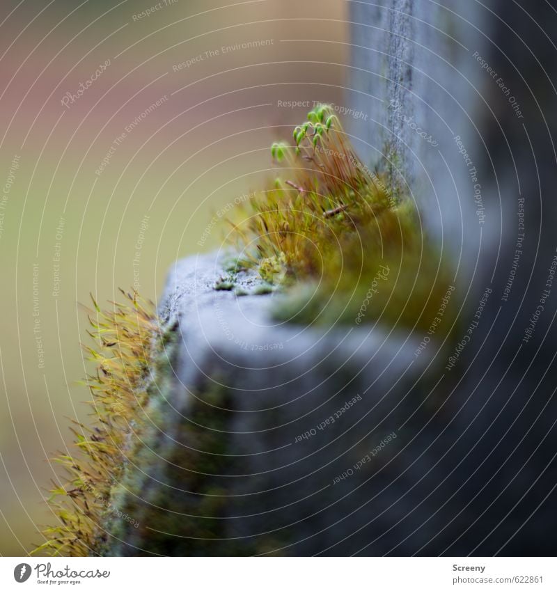 Überlegen... Natur Herbst Moos Mauer Wand Stein alt historisch kalt natürlich blau grau grün Willensstärke Gelassenheit geduldig ruhig Frieden Hoffnung Idylle