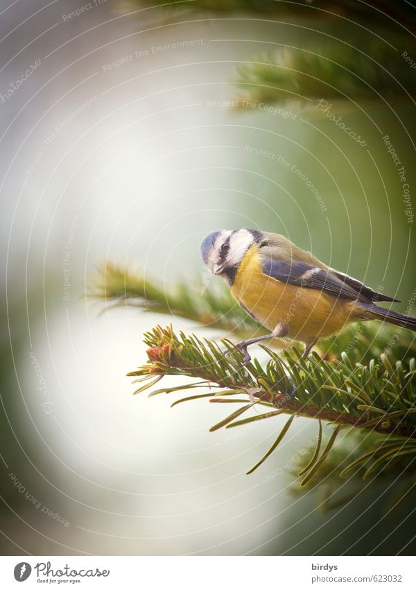 ertappt Baum Tanne Tannenzweig Vogel Blaumeise 1 Tier gebrauchen Blick ästhetisch frech listig lustig Idylle Natur Blick in die Kamera Blick zur Seite