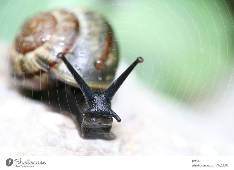 Wo gibt es etwas grün... Garten Auge Mund Tier Wassertropfen Schnecke schleimig süß schwarz Weichtier Fühler Tentakel ausgestreckt Schneckenhaus lieblich Suche