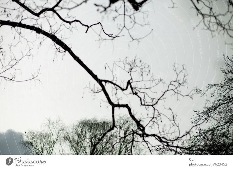 luftikus Umwelt Natur Landschaft Himmel Wolken Herbst Winter Baum Park Wald grau Traurigkeit Fernweh Einsamkeit kalt Ast Wachstum Gedeckte Farben Außenaufnahme