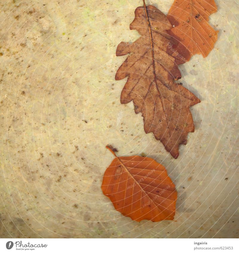 Immer noch Herbst Wasser Winter Pflanze Blatt Herbstlaub Zeichen alt dehydrieren natürlich trocken braun grau Stimmung Stil Umwelt Umweltverschmutzung