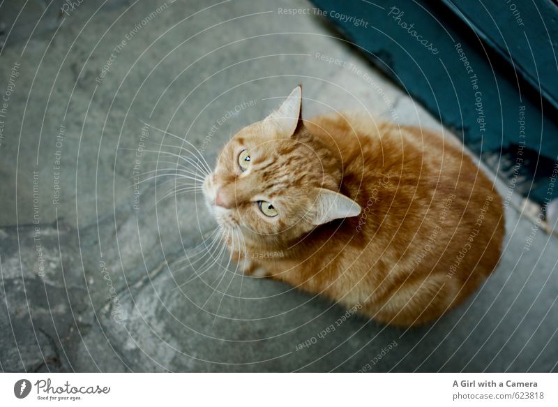 du stehst vielleicht über mir Tier Haustier Katze 1 Coolness orange Verachtung schön sitzen genervt niedlich intensiv Farbfoto Außenaufnahme Menschenleer