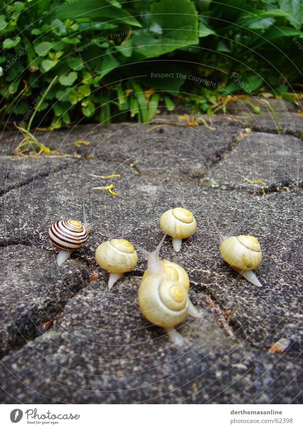 Wettrennen 1 Schnecke Haus Sportveranstaltung Erfolg Verlierer Geschwindigkeit Startschuss erste Platz Gegner Futterneid laufen gehen Blatt Grünpflanze grün