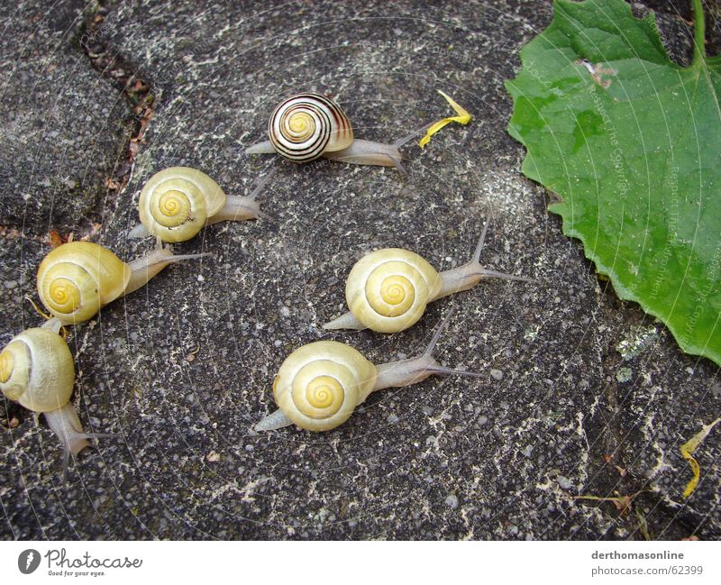 Wettrennen 2 Schnecke Haus Sportveranstaltung Erfolg Verlierer Geschwindigkeit Startschuss erste Platz Gegner Futterneid laufen gehen Blatt Grünpflanze grün