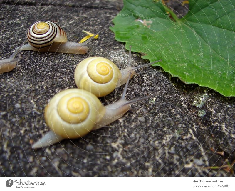 Wettrennen 3 Schnecke Haus Sportveranstaltung Erfolg Verlierer Geschwindigkeit Startschuss erste Platz Gegner Futterneid laufen gehen Blatt Grünpflanze grün