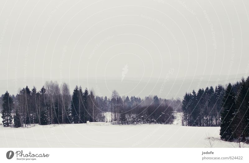 Auf Wiedersehen Umwelt Natur Landschaft trist Schneefall Wald Baum Nebel Winter grau dunkel Norwegen Berge u. Gebirge Farbfoto Gedeckte Farben Außenaufnahme