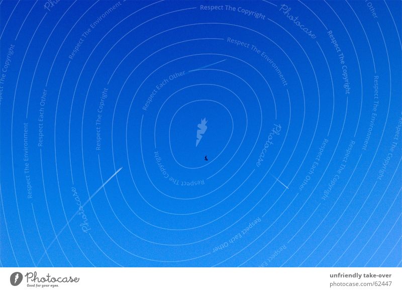 origin of symmetry: coincidence Flugzeug Vogel Symmetrie Zufall Himmel blau Natur Kondenswasser Kondensstreifen