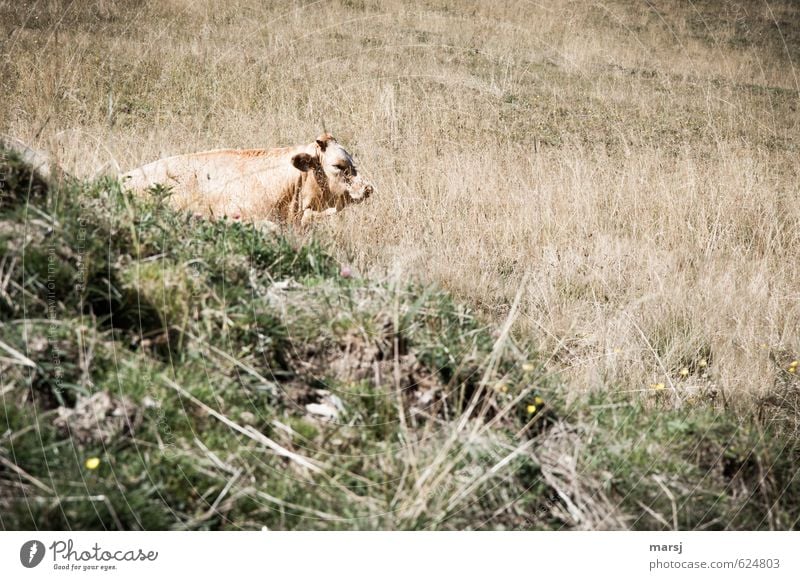 Erwischt! Natur Sommer Herbst Schönes Wetter Wärme Pflanze Gras Wiese Feld Tier Haustier Nutztier Kuh Tiergesicht 1 beobachten Erholung genießen liegen schlafen