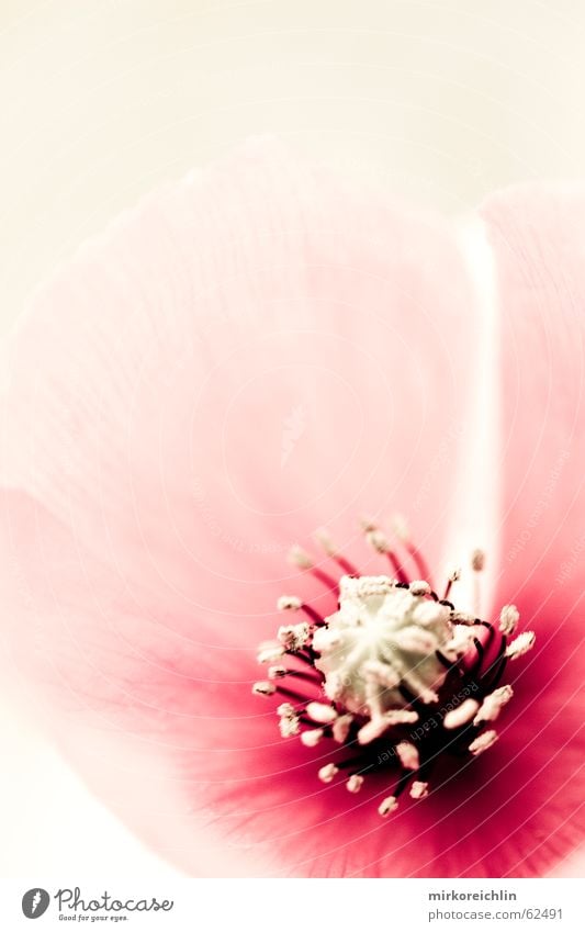 Mohn 2 Blume Rauschmittel Trauer Wiese Blüte Kerne Geborgenheit schwarz Unschärfe Pflanze Eis kalt bigway blau viollet Makroaufnahme Stempel Gefühle gefühlslos