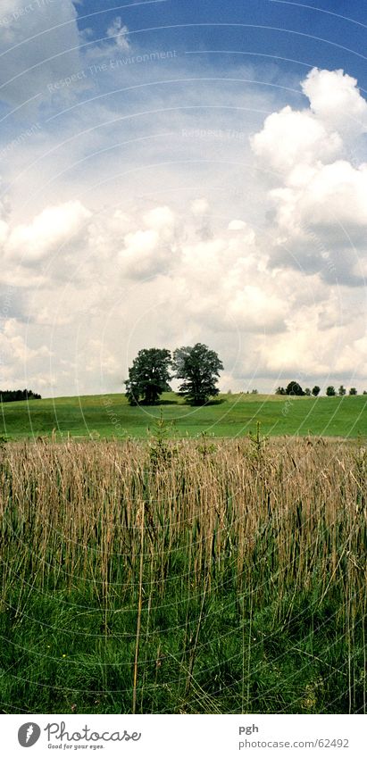 Zwei Bäume Wolken Gras Wiese Feld Schilfrohr grün zwei bäume Himmel bayerische natur iffeldorf ein paar blau